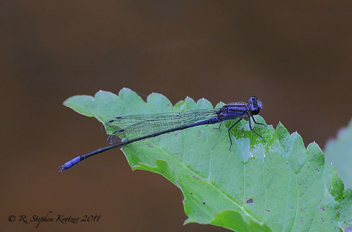 Enallagma cardenium, male